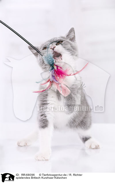 spielendes Britisch Kurzhaar K�tzchen / playing British Shorthair Kitten / RR-68096