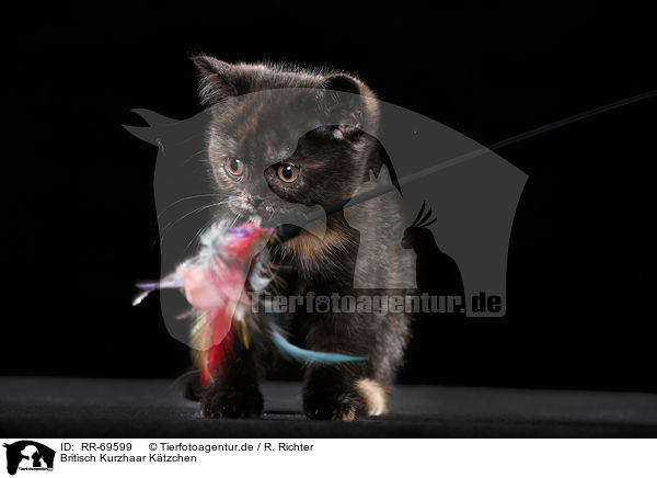 Britisch Kurzhaar K�tzchen / British Shorthair Kitten / RR-69599