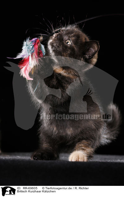 Britisch Kurzhaar Ktzchen / British Shorthair Kitten / RR-69605