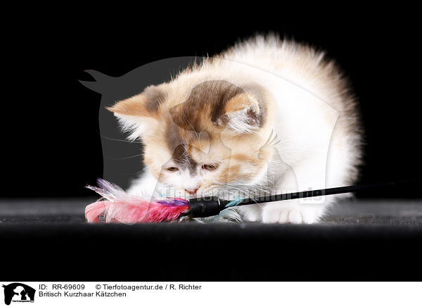 Britisch Kurzhaar K�tzchen / British Shorthair Kitten / RR-69609