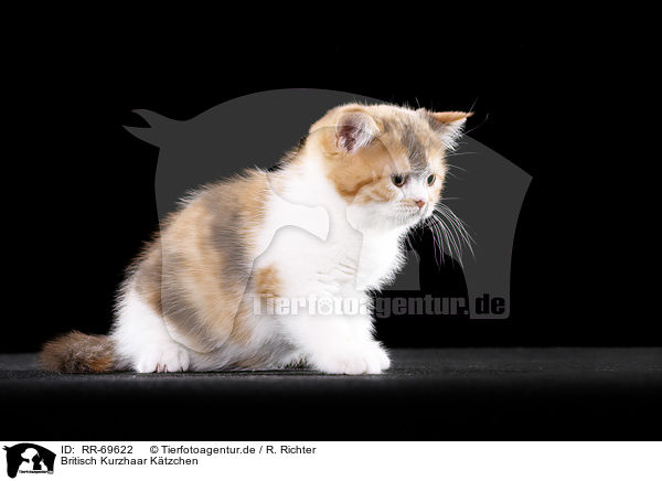Rr 69622 Britisch Kurzhaar Kätzchen Bilder Stockbilder