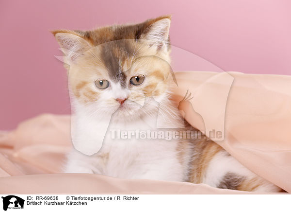 Britisch Kurzhaar K�tzchen / RR-69638
