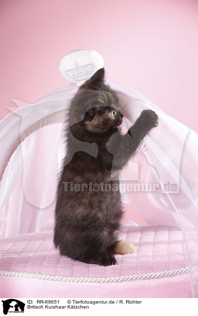 Britisch Kurzhaar Ktzchen / British Shorthair Kitten / RR-69651