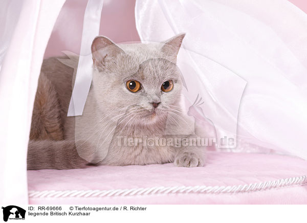 liegende Britisch Kurzhaar / lying British Shorthair / RR-69666