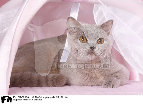 liegende Britisch Kurzhaar / lying British Shorthair / RR-69668