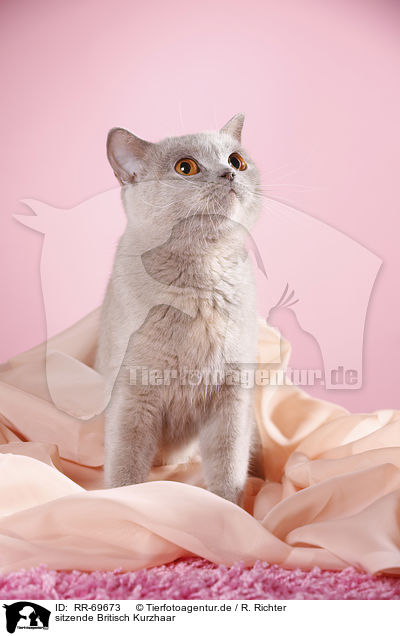 sitzende Britisch Kurzhaar / sitting British Shorthair / RR-69673