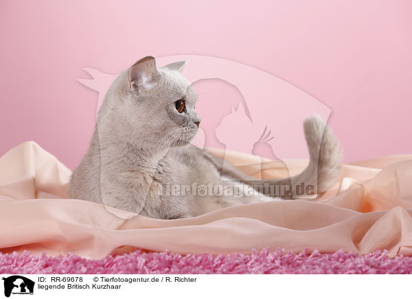 liegende Britisch Kurzhaar / lying British Shorthair / RR-69678