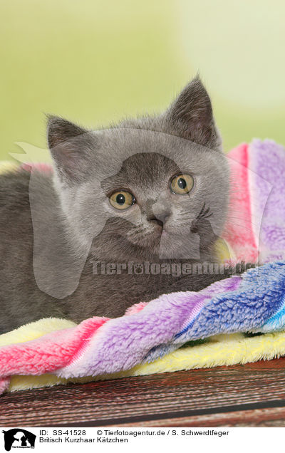 Britisch Kurzhaar Ktzchen / British Shorthair Kitten / SS-41528