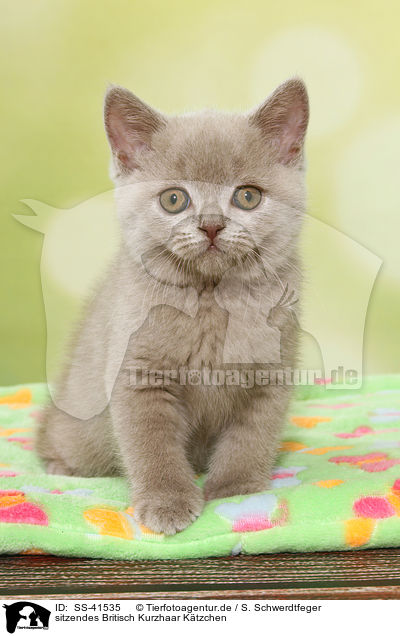 sitzendes Britisch Kurzhaar Ktzchen / sitting British Shorthair Kitten / SS-41535