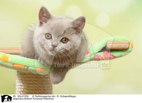liegendes Britisch Kurzhaar Ktzchen / lying British Shorthair Kitten / SS-41558