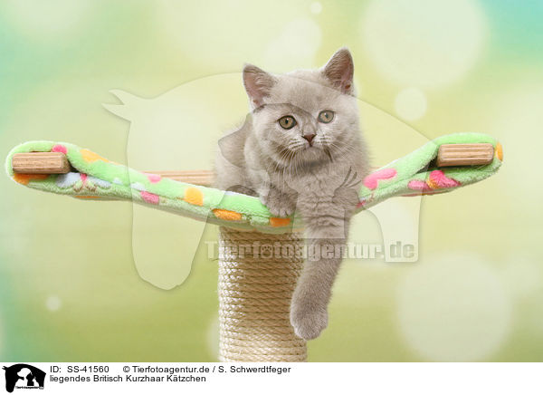 liegendes Britisch Kurzhaar Ktzchen / lying British Shorthair Kitten / SS-41560