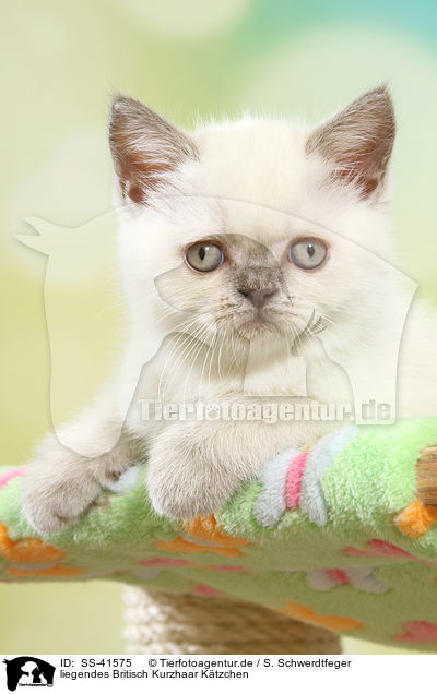 liegendes Britisch Kurzhaar Ktzchen / lying British Shorthair Kitten / SS-41575