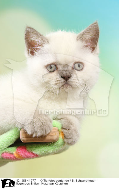 liegendes Britisch Kurzhaar Ktzchen / lying British Shorthair Kitten / SS-41577