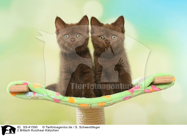 2 Britisch Kurzhaar Ktzchen / 2 British Shorthair Kitten / SS-41590