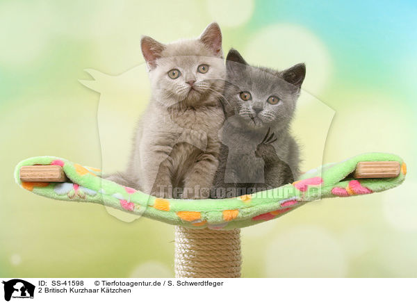 2 Britisch Kurzhaar Ktzchen / 2 British Shorthair Kitten / SS-41598