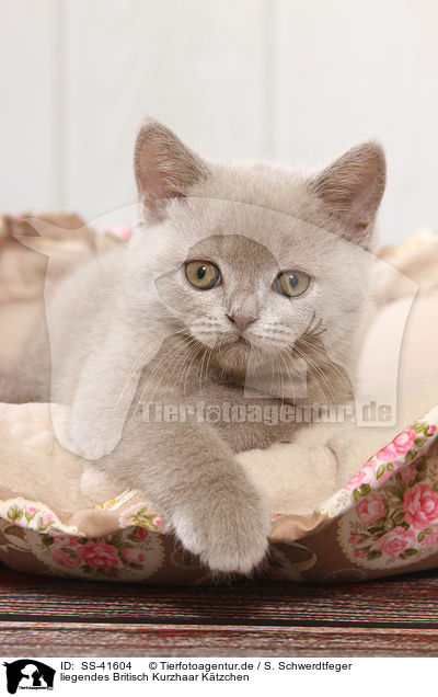 liegendes Britisch Kurzhaar Ktzchen / lying British Shorthair Kitten / SS-41604