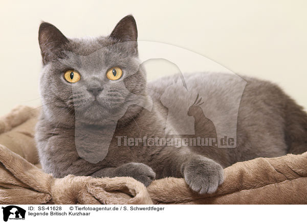 liegende Britisch Kurzhaar / lying British Shorthair / SS-41628