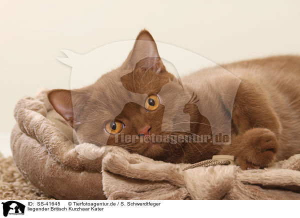 liegender Britisch Kurzhaar Kater / lying British Shorthair tomcat / SS-41645