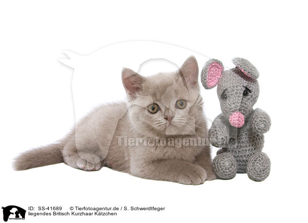 liegendes Britisch Kurzhaar Ktzchen / lying British Shorthair Kitten / SS-41689
