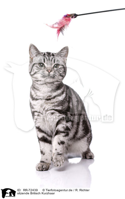 sitzende Britisch Kurzhaar / RR-72439
