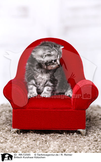Britisch Kurzhaar Ktzchen / British Shorthair Kitten / RR-72585