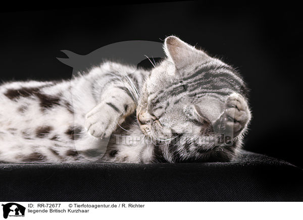 liegende Britisch Kurzhaar / lying British Shorthair / RR-72677