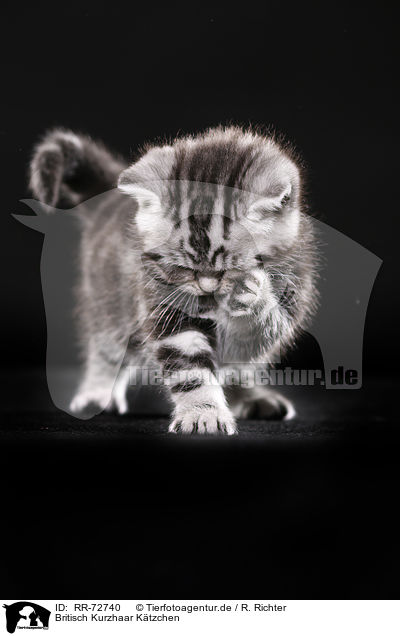 Britisch Kurzhaar Ktzchen / British Shorthair Kitten / RR-72740