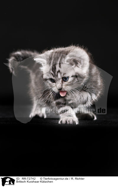 Britisch Kurzhaar Ktzchen / British Shorthair Kitten / RR-72742