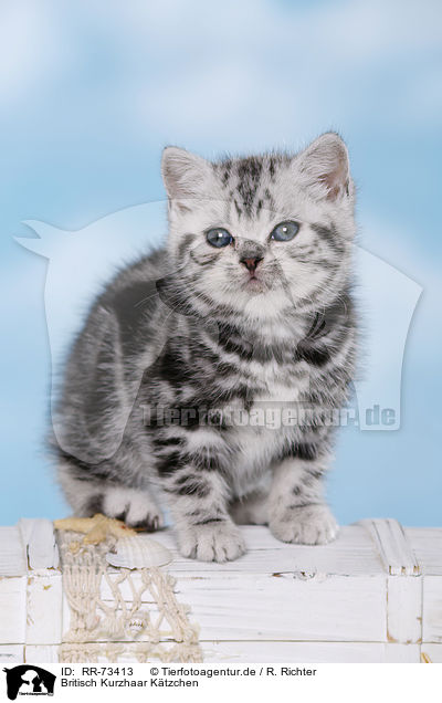 Britisch Kurzhaar Ktzchen / British Shorthair Kitten / RR-73413