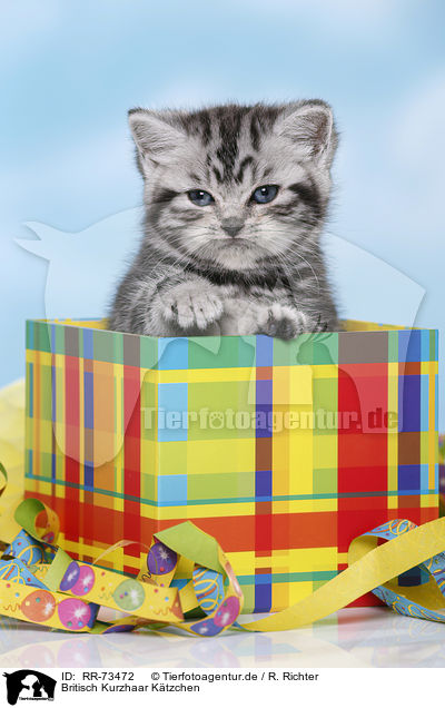 Britisch Kurzhaar Ktzchen / British Shorthair Kitten / RR-73472