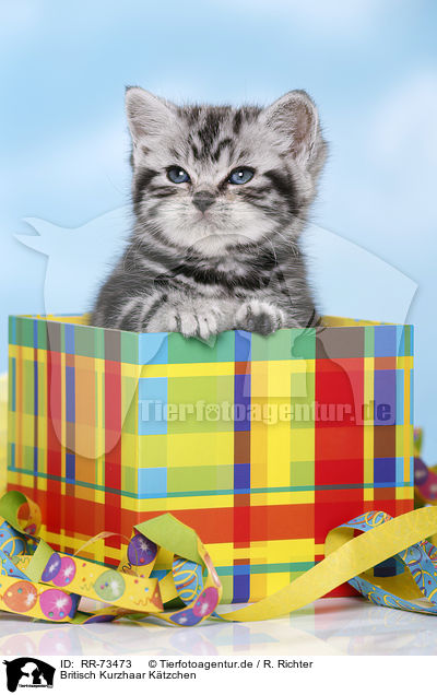 Britisch Kurzhaar K�tzchen / British Shorthair Kitten / RR-73473