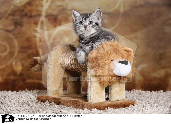 Britisch Kurzhaar Ktzchen / British Shorthair Kitten / RR-74135