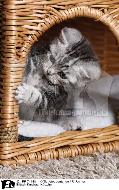 Britisch Kurzhaar Ktzchen / British Shorthair Kitten / RR-74148