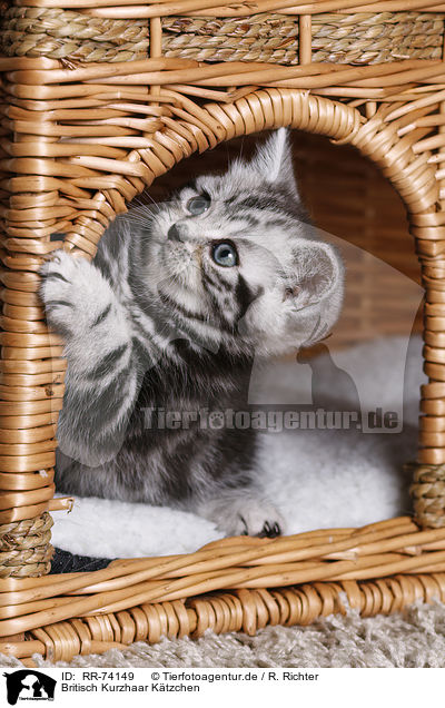 Britisch Kurzhaar Ktzchen / British Shorthair Kitten / RR-74149