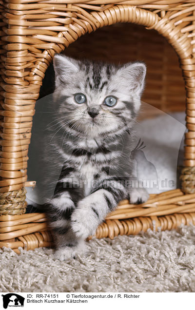 Britisch Kurzhaar Ktzchen / British Shorthair Kitten / RR-74151