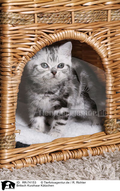 Britisch Kurzhaar Ktzchen / British Shorthair Kitten / RR-74153