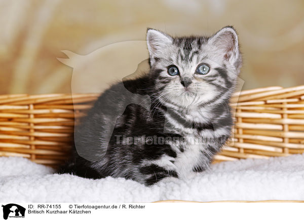 Britisch Kurzhaar Ktzchen / British Shorthair Kitten / RR-74155