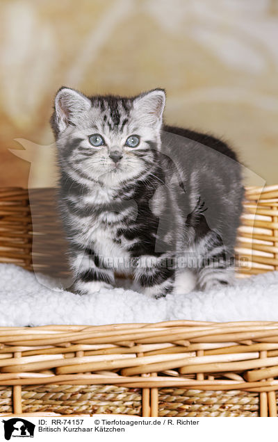 Britisch Kurzhaar Ktzchen / British Shorthair Kitten / RR-74157