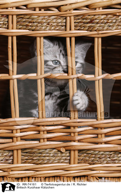 Britisch Kurzhaar Ktzchen / British Shorthair Kitten / RR-74161