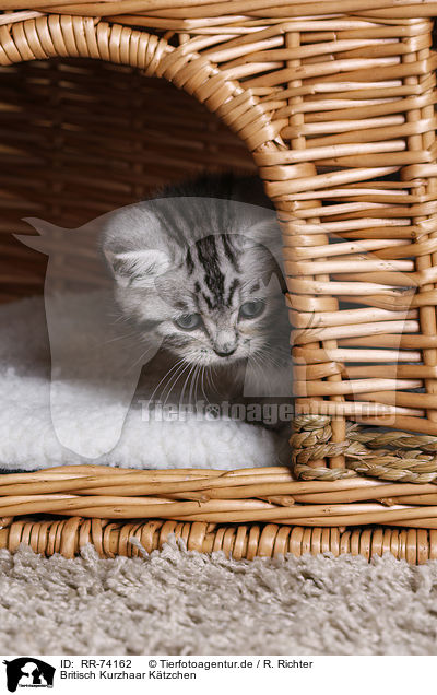Britisch Kurzhaar Ktzchen / British Shorthair Kitten / RR-74162