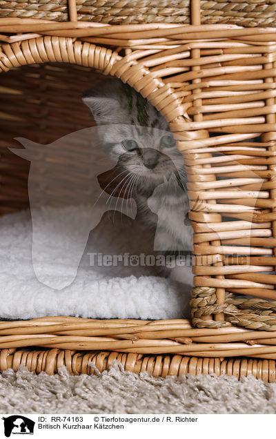 Britisch Kurzhaar Ktzchen / British Shorthair Kitten / RR-74163