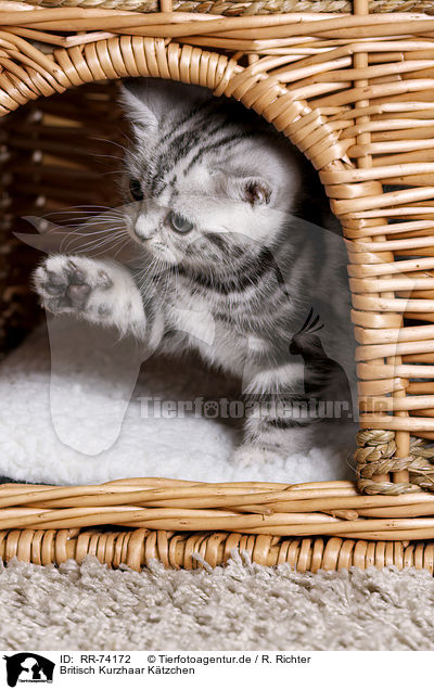 Britisch Kurzhaar Ktzchen / British Shorthair Kitten / RR-74172