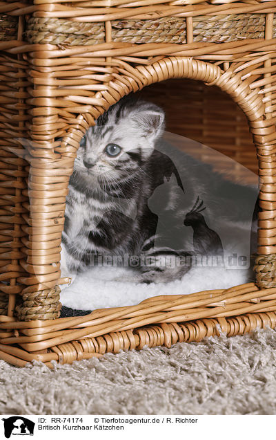 Britisch Kurzhaar Ktzchen / British Shorthair Kitten / RR-74174
