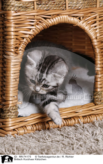 Britisch Kurzhaar Ktzchen / British Shorthair Kitten / RR-74175