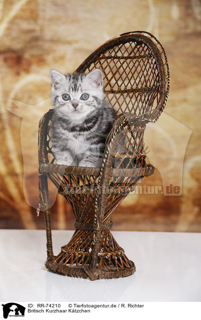 Britisch Kurzhaar Ktzchen / British Shorthair Kitten / RR-74210