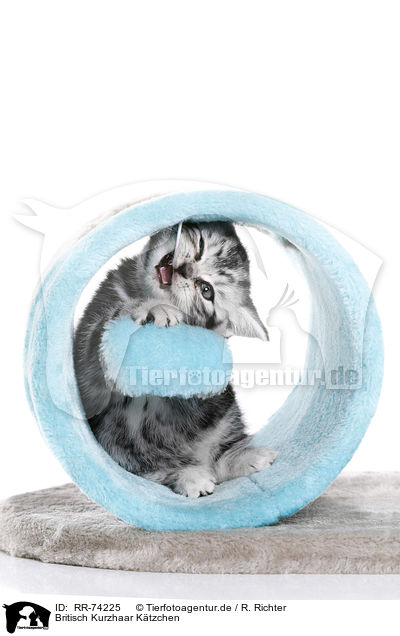 Britisch Kurzhaar Ktzchen / British Shorthair Kitten / RR-74225