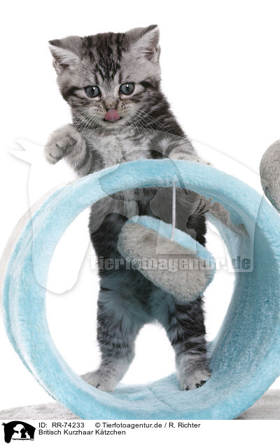 Britisch Kurzhaar Ktzchen / British Shorthair Kitten / RR-74233
