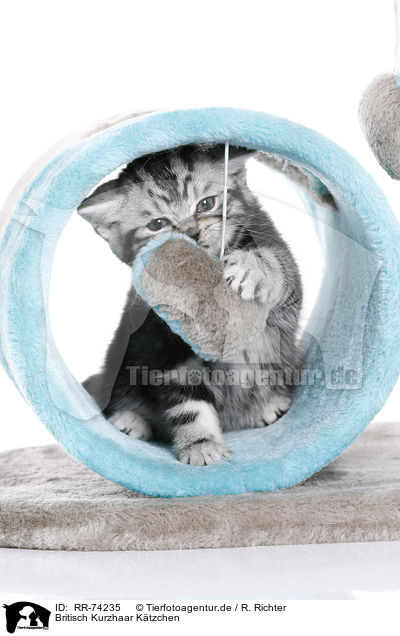 Britisch Kurzhaar Ktzchen / British Shorthair Kitten / RR-74235