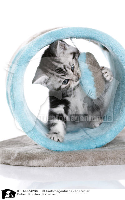 Britisch Kurzhaar Ktzchen / British Shorthair Kitten / RR-74236
