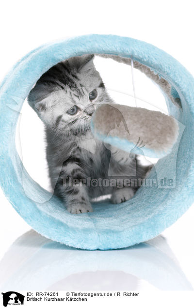 Britisch Kurzhaar Ktzchen / British Shorthair Kitten / RR-74261